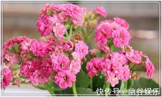 长寿花就好“这一口”,喂足了,叶片油绿发亮,开成“大花球”