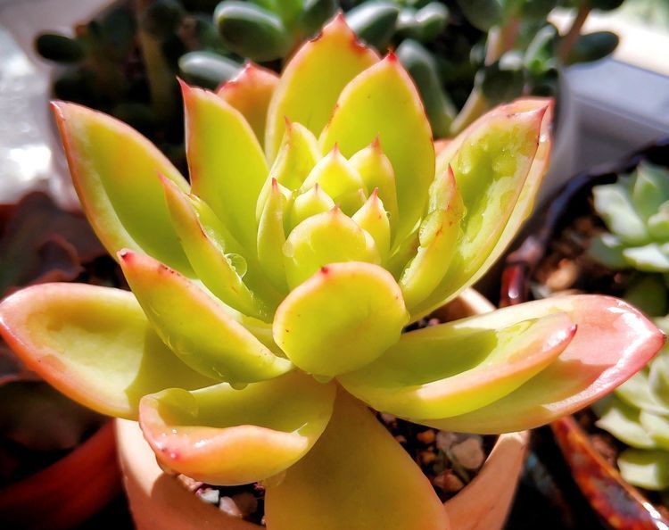 成长|与多肉一起走过的日子，见证多肉的成长过程！