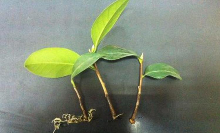 扦插的5个错误操作,不是难生根,是你做错了,扦插其实很简单!