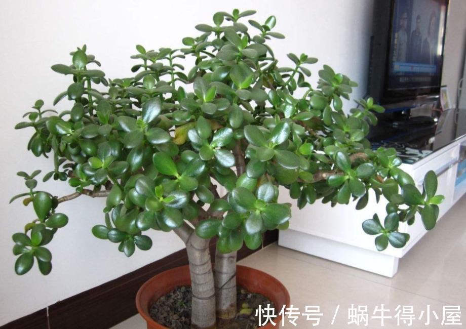 修剪|玉树的逆袭:怎么从田间野菜转变成高档盆景金枝玉叶?