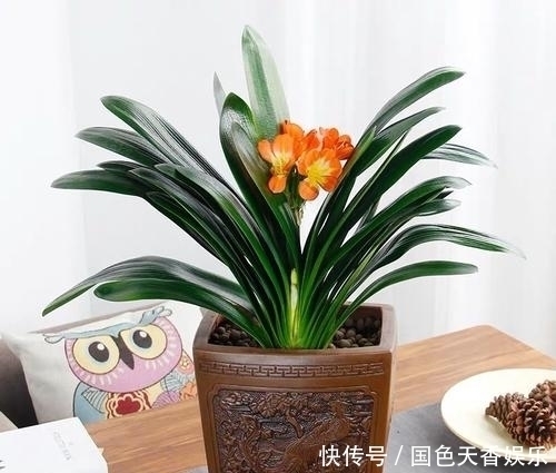 君子兰出现了这几个“症状”,就是在向你“呼救”,赶快行动起来