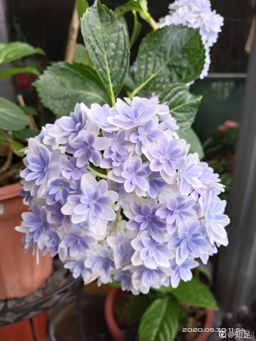 花手鞠|夏天扦插最好活，剪个枝条插土里，10天就生根