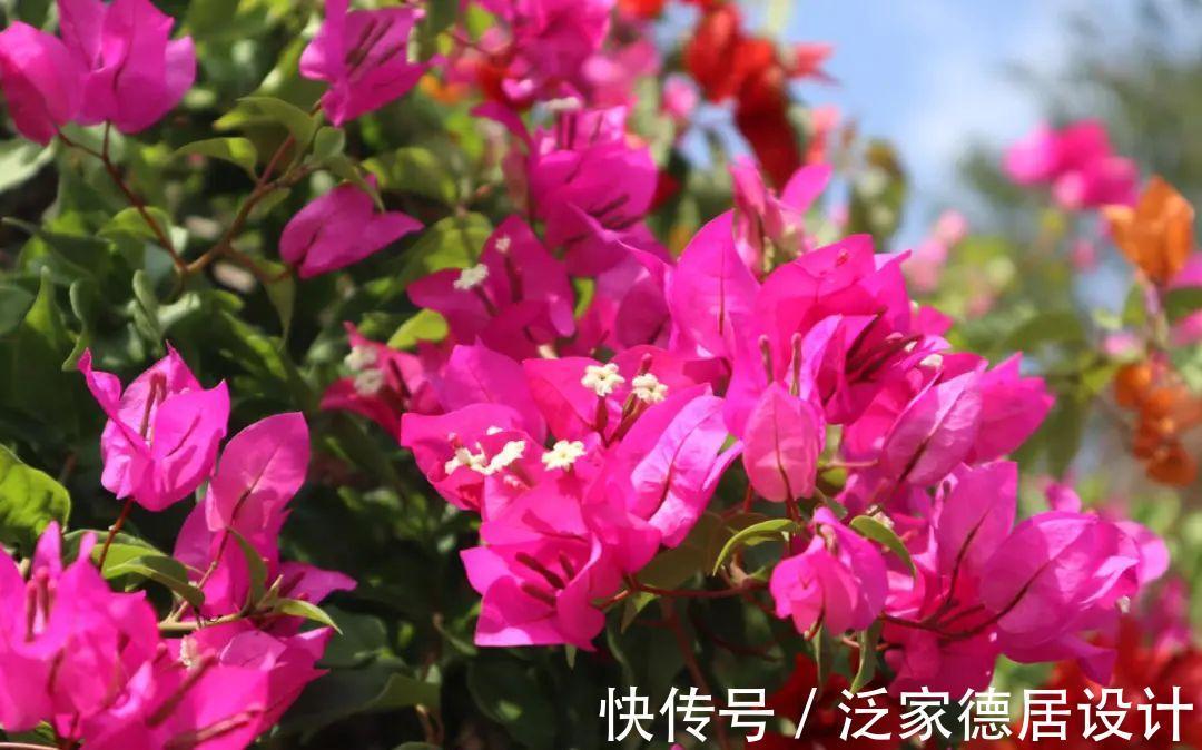 绣球|6种花“苏醒”了，多浇水、要施肥，下个月就开花