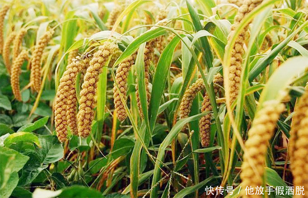 长寿|每天一碗小米粥,能长寿吗老中医别不信,3种人最好天天喝