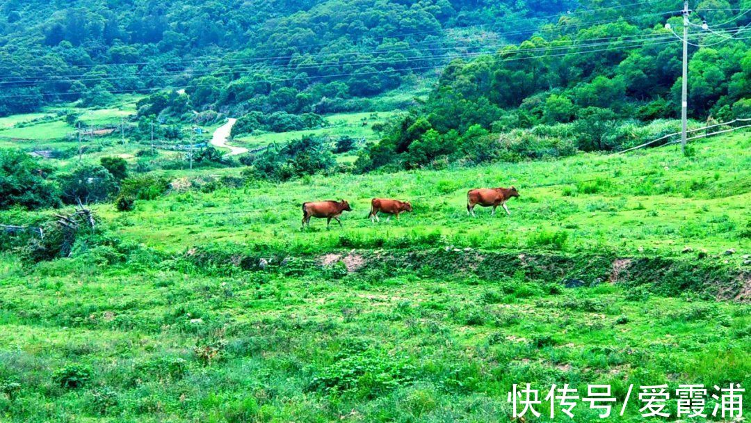 石头|惊艳！霞浦这么美的石头古村落，有时间一定要去看看