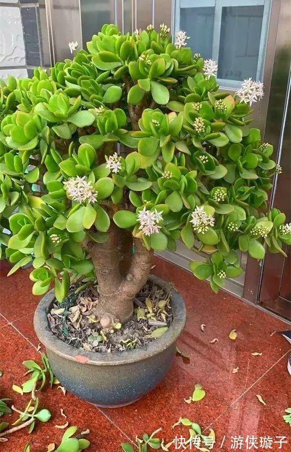 根系|7种大盆栽，冬天正“虚弱”，赶紧断水，多浇一杯水，灌死一大片