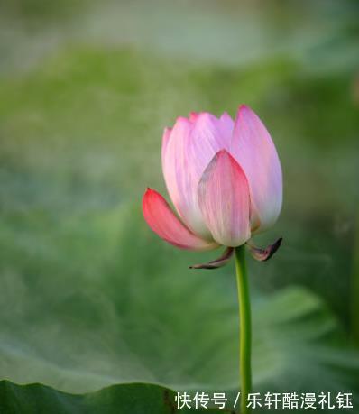 桃花冲天|8月下旬，开门见喜，4属相吉星当头，日子越来越辉煌