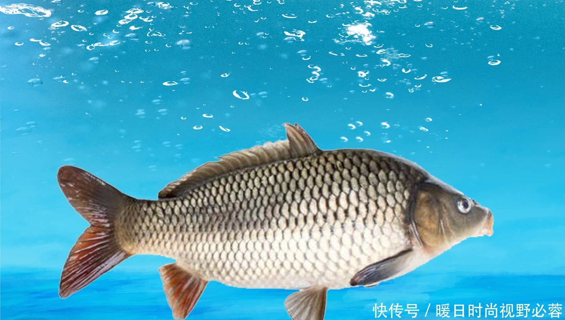 鲤鱼|钓鲤鱼哪种方法最好用?几个钓鲤鱼非常有效的技巧