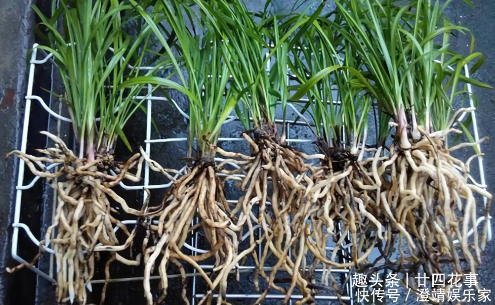 网购兰花服盆难,关键在于上盆前,简单4步服盆快,不僵苗发芽多