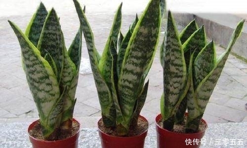 疯了|想让虎皮兰长得快、开花多,掌握这几个小妙招,直接长疯了!