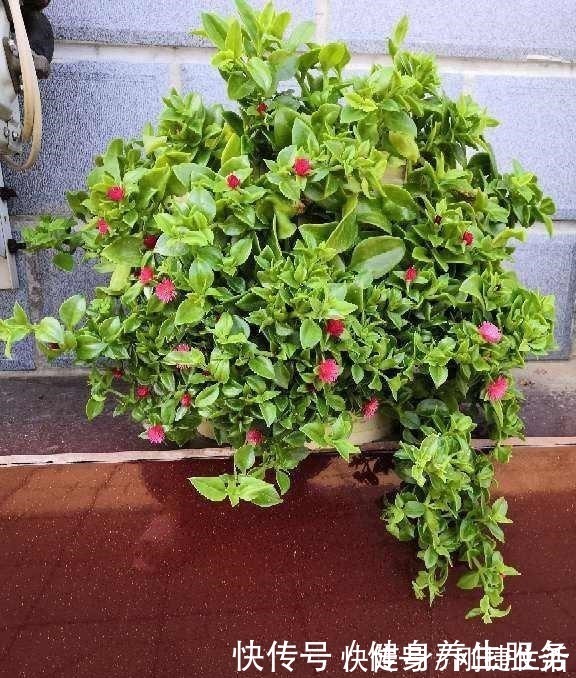 养护|4种花太好养,沾土就能活,新手也能养爆盆!