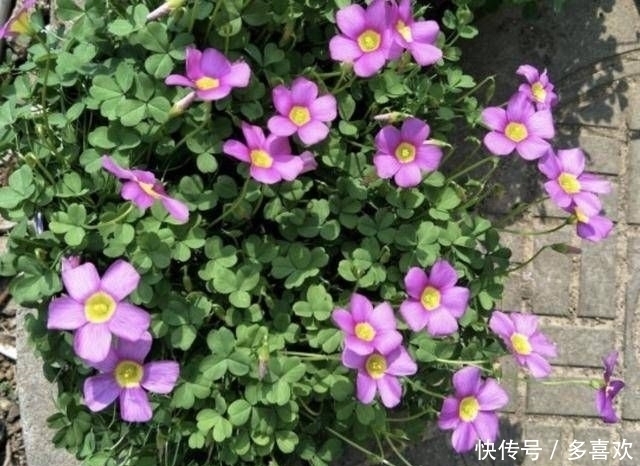 植物|1种野草被称为“酸咪咪”,不仅能开花,还有“萝卜根”,珍贵!