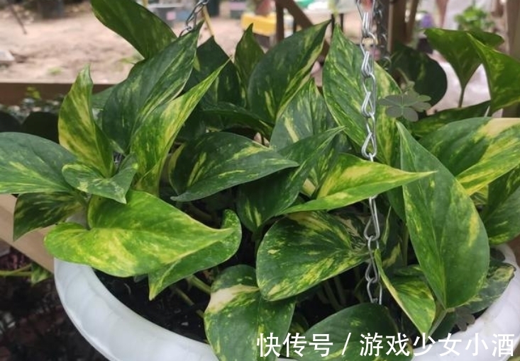 盆栽|这3种情况下,给植物换盆土,结果无异于“自掘坟墓”