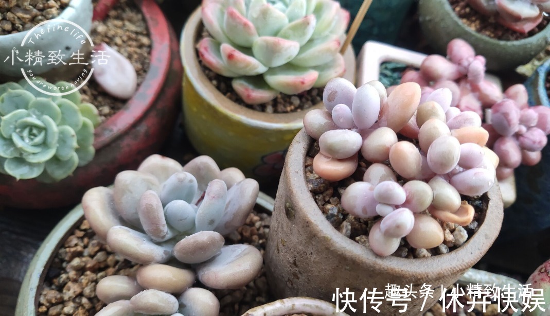 别以为立秋了,多肉就安全了,还有“秋老虎”,不要掉以轻心哦