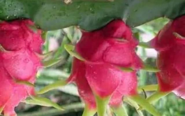 劲儿|4物被称为“天然安胎药”,孕妈早晚没事可劲儿吃,对腹中胎儿好