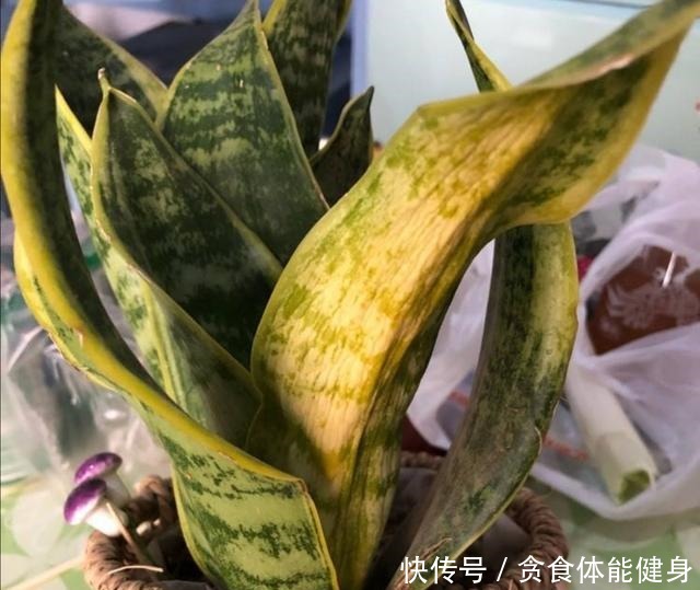 冬天,4种花要“旱着养”,水大烂根又黄叶!