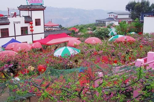 成都“神仙”赏花地：满山桃花开，树荫下吃鸡！