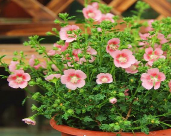 王大叔养的这盆栽，1年365天都开花，花团锦簇好看极了，好养活