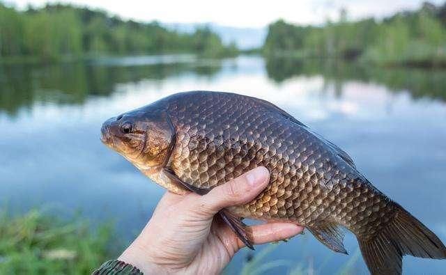 阴天|惊蛰过后、遇到这几种天气,请假也要去钓鱼,大鲫鱼排队咬钩