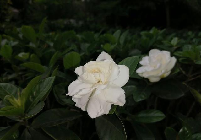 一木|栀子花怎么养？园艺师告诉你，这可能是关于栀子花，最全面的攻略