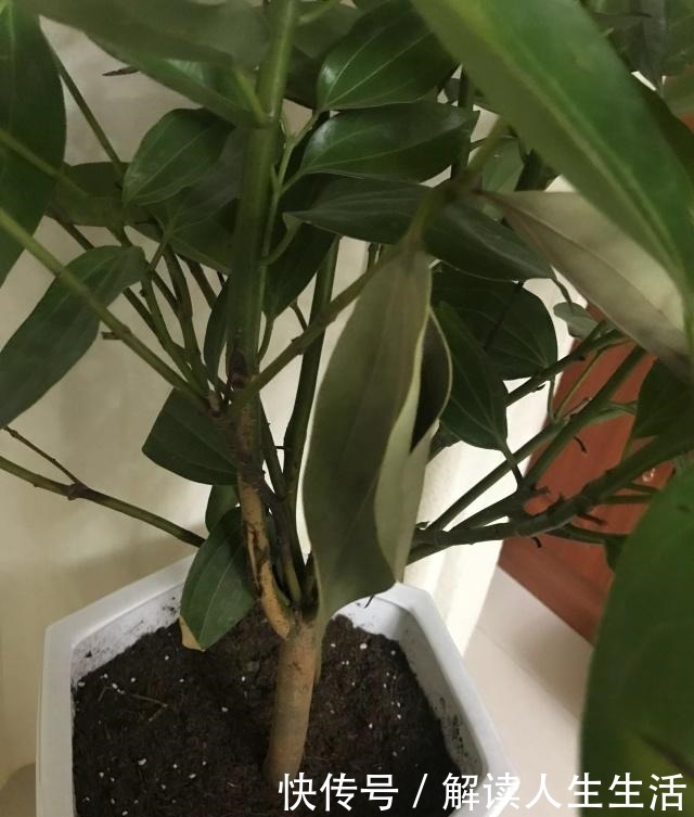 这6种“生财花”,夏季养家里,“浇水”要注意,否则黄叶、烂根!