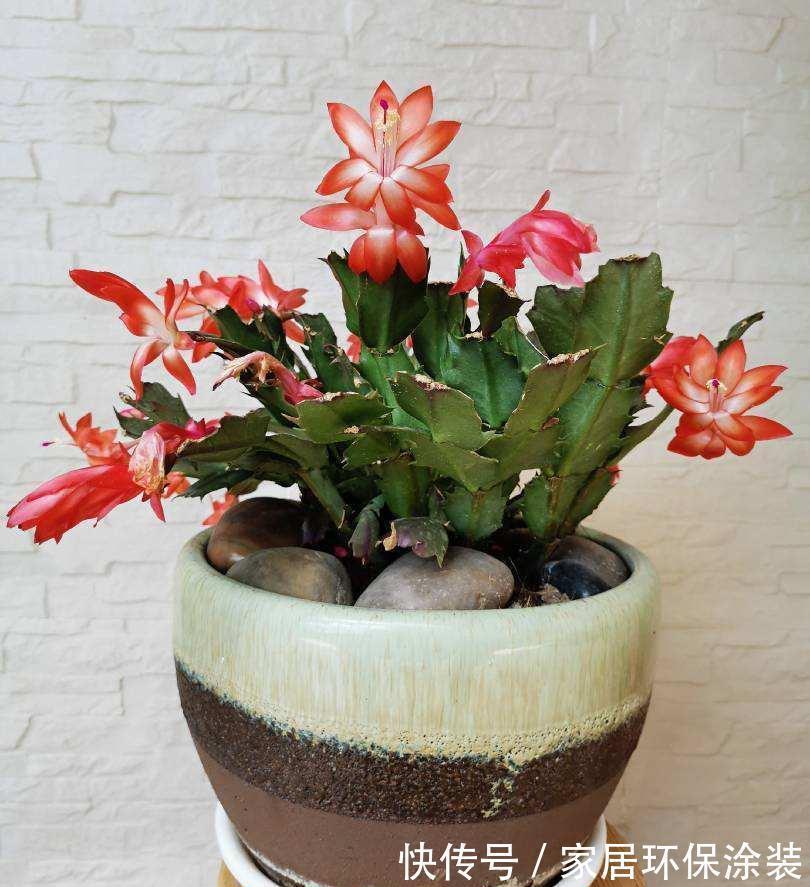 秋天|5种漂亮花,都是“夏必死”,十个八个养不好,花市见了也别买