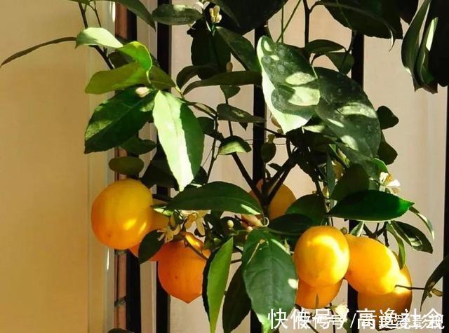 人养花,花也养人,这15种花,越养家里越干净