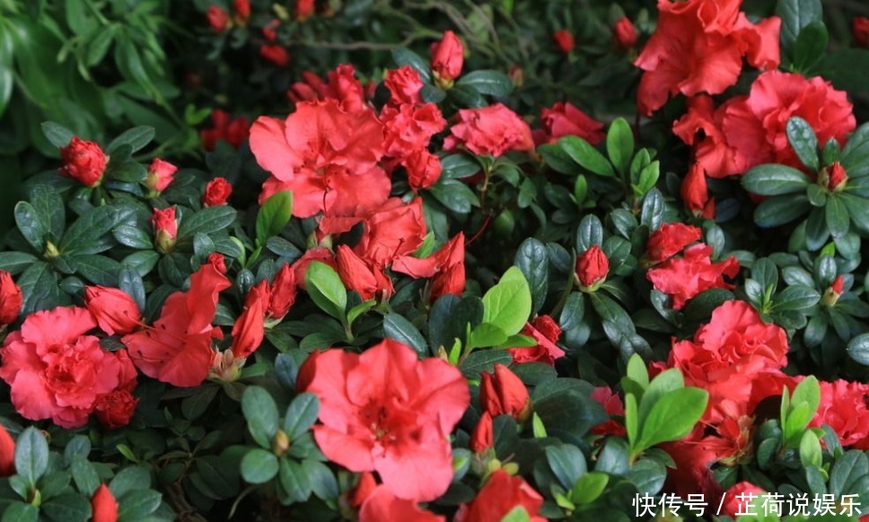 杜鹃花度夏难赶紧换位置,不长斑不招虫,秋天猛开花!