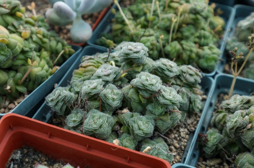 多肉植物|多肉别再扦插了,用这方法简单又高效,一盆变多盆!