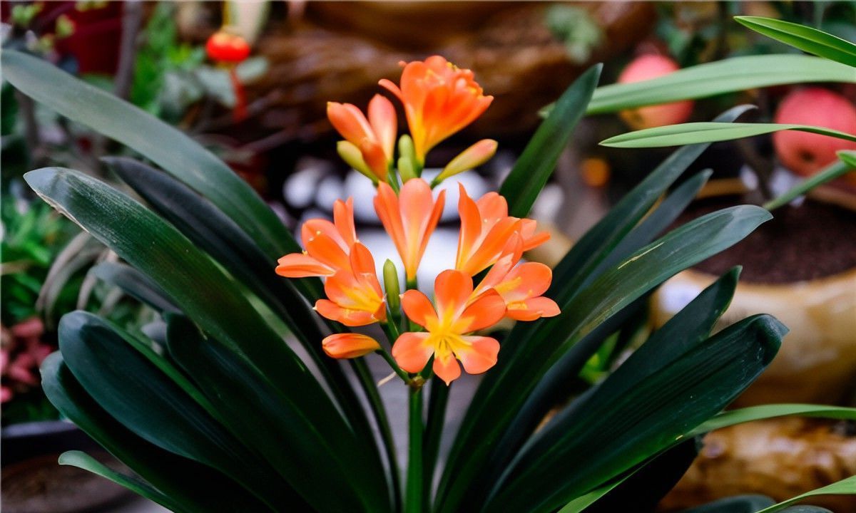 养花试试这几款,将啤酒与水混合每半个月直接将啤酒水洒在盆中