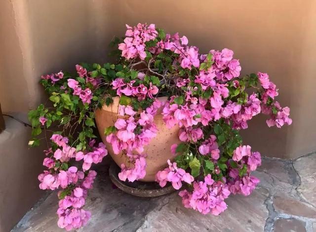 三角梅大苗、小苗养护不一样,开花期间关注侧重点也不同