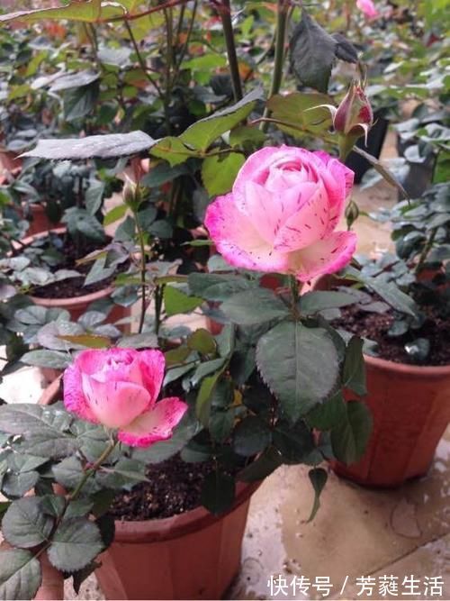 美色|几种花养在家里，一整年都有好运气，花美色艳，花儿轻松开爆盆