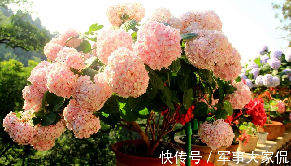 绣球|养绣球花,别忘记1件事,做迟了或不干,花败后植株很难复花