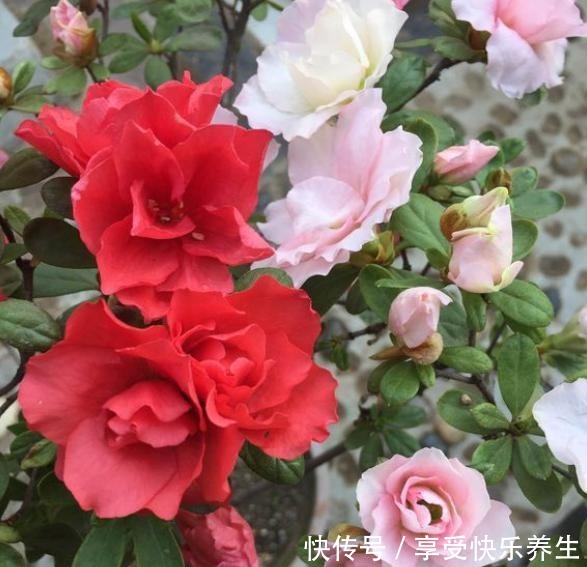 不会养杜鹃花，按小花匠这“方法”，根不烂叶不黄，年年花开不断！