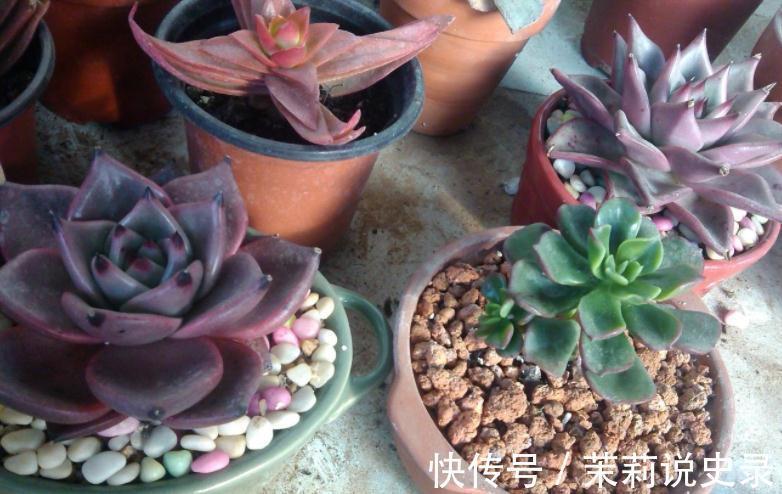 这3款多肉特容易养残,园艺新人甭轻易被它们的高颜值骗了!