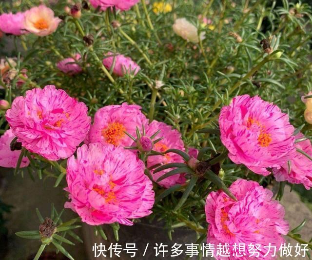 太阳花|5种花开完后,剪下的枝条不要扔,活性高适合扦插,一插一大盆