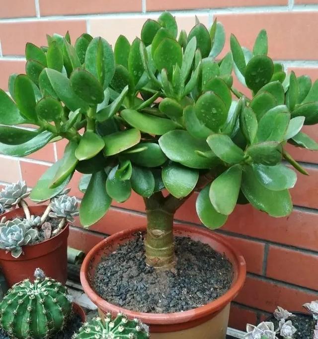 叶子|嫌花长的丑,趁现在砍头,满盆都是新叶子!