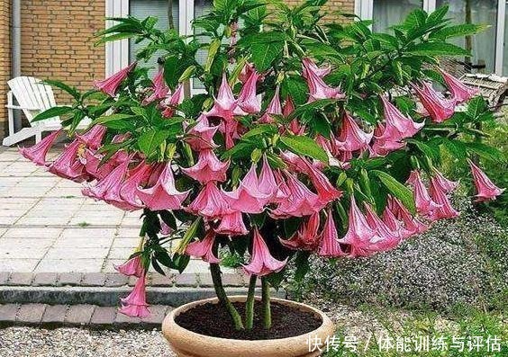 这3种花生活中很常见,好看而暗藏“杀机”,切记不要在室内养!