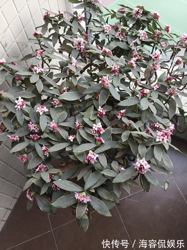 菊花|喜欢菊花，不如养盆优良玫瑰“卡罗拉”，花开红如焰火，绚丽典雅