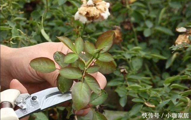 不生长|冬季给月季修剪别盲目,要学会“2看”,准时修剪才能春季开爆!