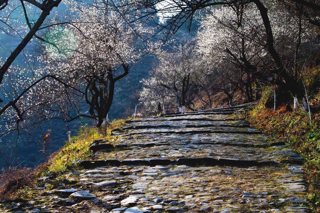 张九龄|盛世唐朝最后的名相张九龄，为何难逃被罢官的命运