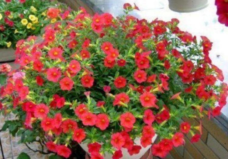 好养易活的几款花卉，一朵朵精灵似的小花，随风摇曳