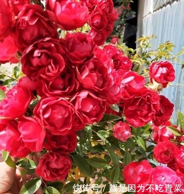 爬藤花|我国“最香爬藤花”，比桂花还要香，家里种一棵香得不得了