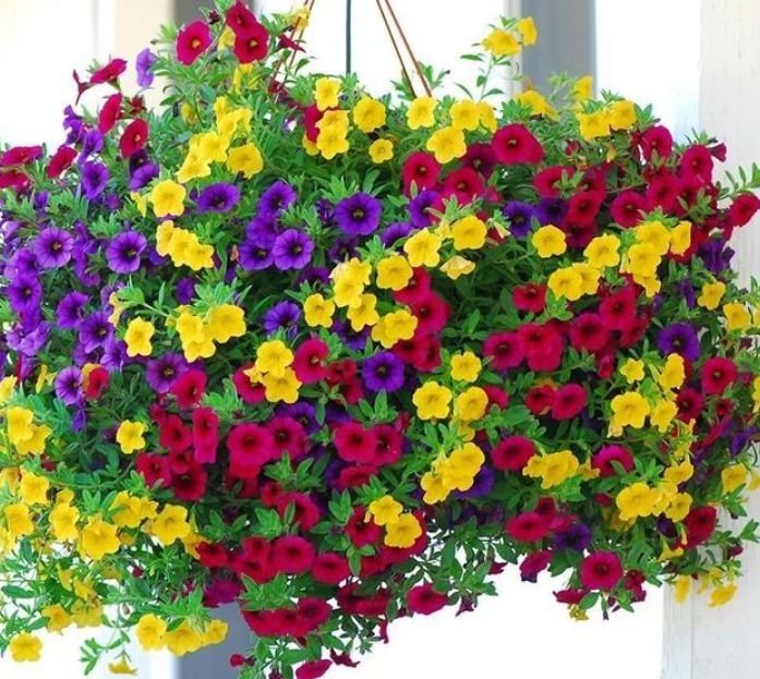 适合夏季养的花，好活易爆盆，花姿妖娆，花色迷人