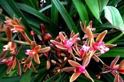 最全的兰花大鉴赏,看看你都见过几种兰花!