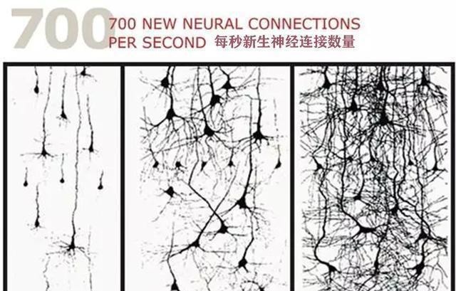 孩子|哈佛大学研究:孩子一生中变聪明的时机很短暂,家长千万不能错过