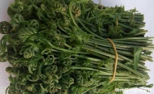 此菜被誉为“山野菜之王”，每天来几口，三高降了，给肠道洗个澡