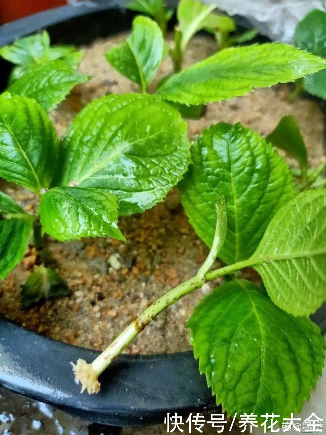 11种常见花，现在扦插，成活率特高