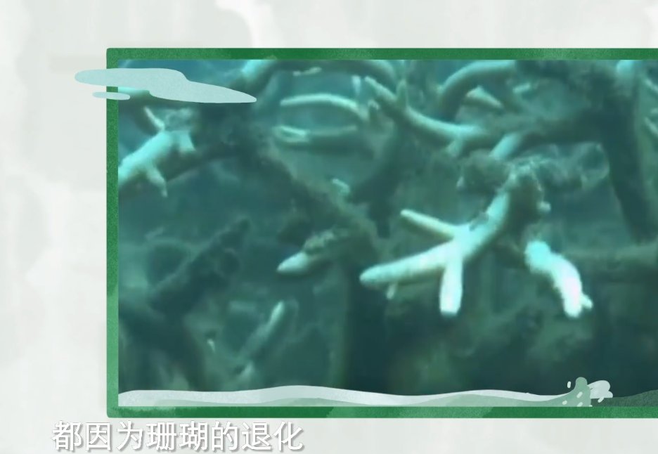 潜水|《你好生活》:保护珊瑚的意义重大,尼格买提呼吁保护珊瑚