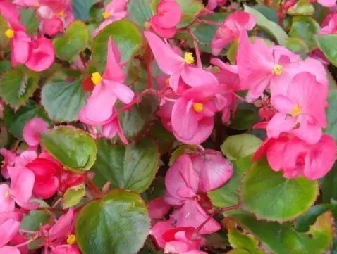 此花小巧玲珑且优雅大方,花期长达一整年,象征着幸福和智慧